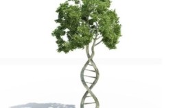 DNA shaped tree
