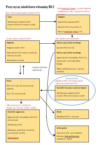 Przyczyny Niedoboru Witaminy B12 Dr Schweikart